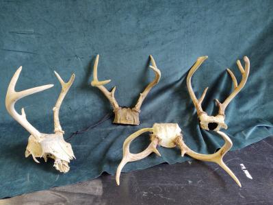 Antler2