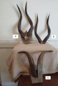 Antler3